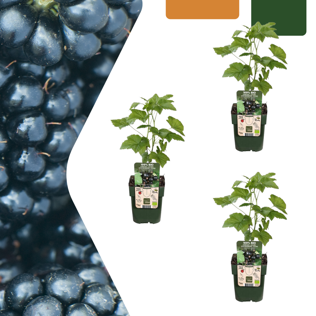 3 Organiczne sadzonki jeżyny – Rubus fruticosus w doniczce Ø13 cm | Kompaktowy wzrost i słodkie owoce