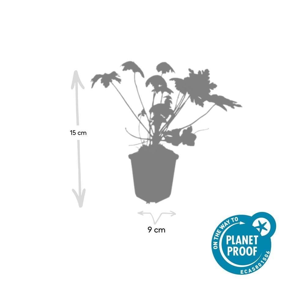 24x Plante Geranium macr. 'Spessart' - ↕10-25cm (hauteur) - Ø9cm (diamètre)– ComfortXL Green - 2
