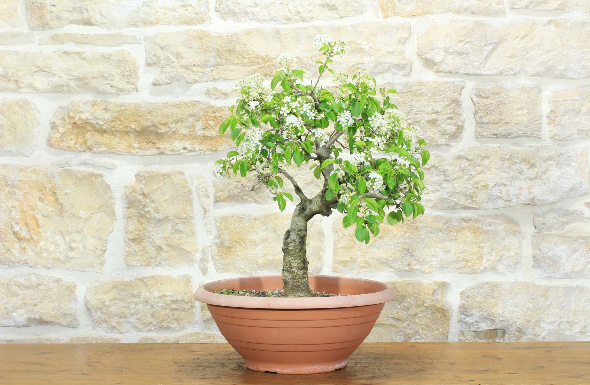 s shaped bonsai tree Artificial S-Shaped Bonsai Tree 200cm