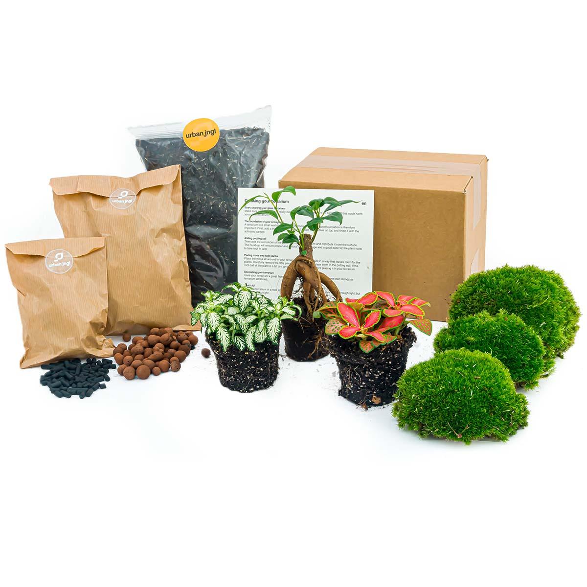 Kit de démarrage et recharge terrarium – Ficus Ginseng Bonsai - 2