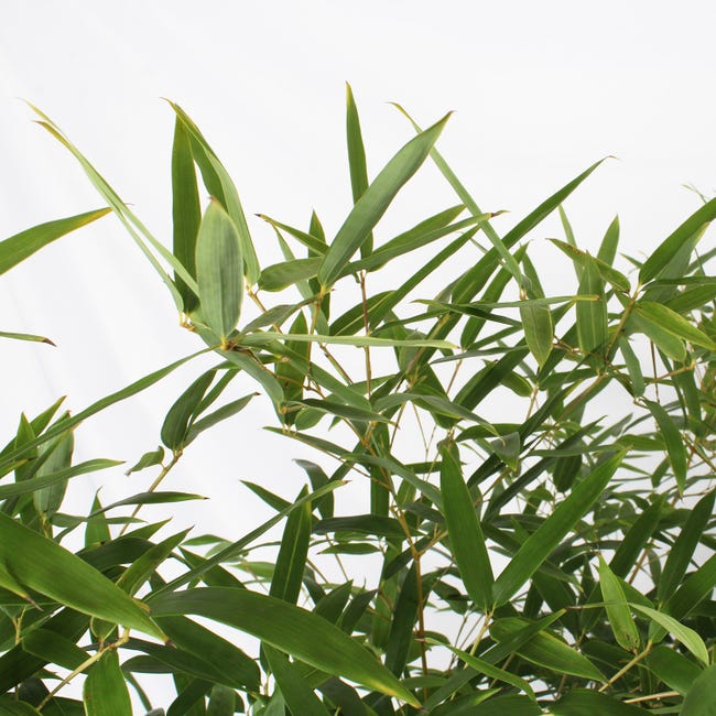 Bambusa Spectabilis - Bambù Vero Da Esterno, Vaso Ø24cm, H 170-200cm - Foto 3