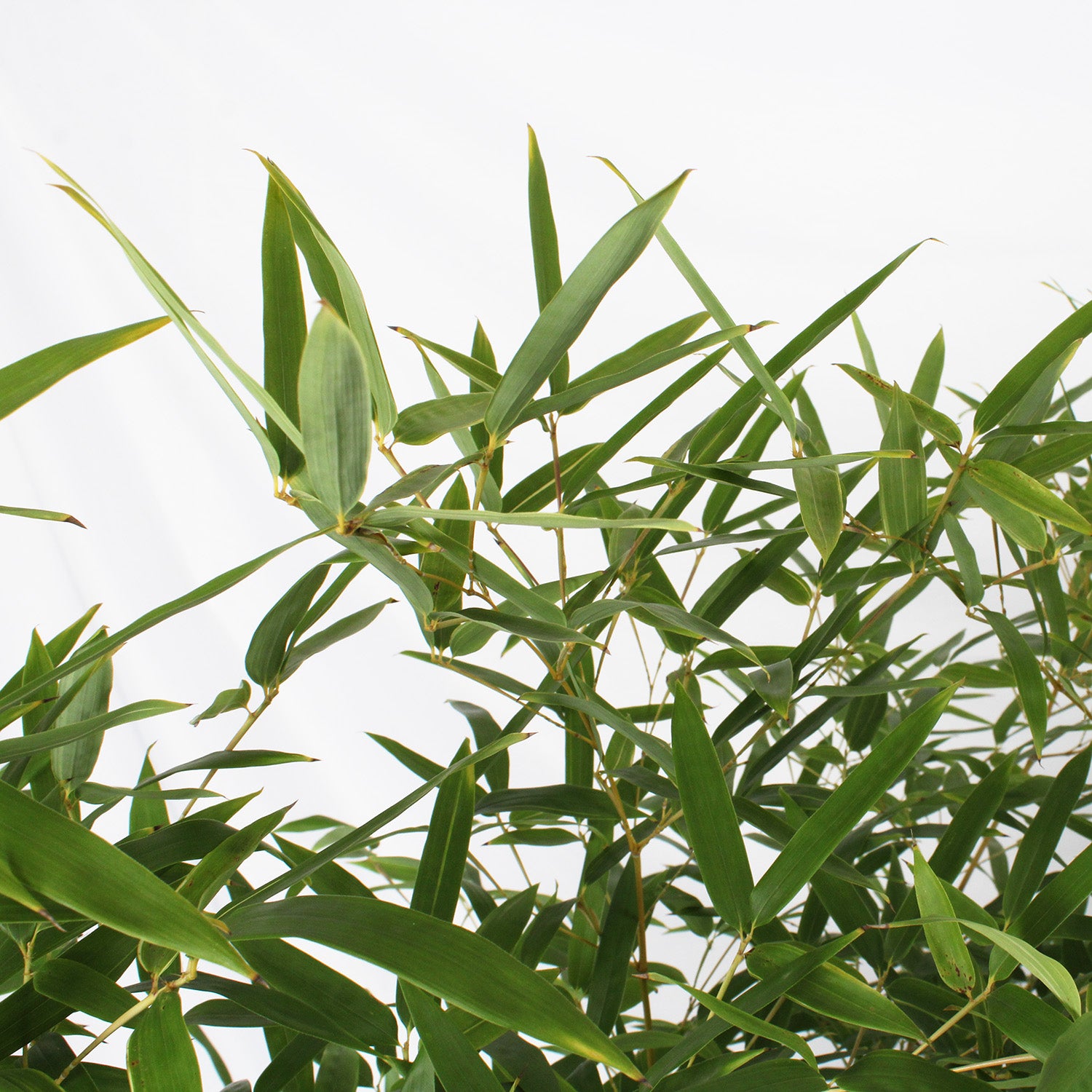 KENTIS - Bambusa Spectabilis - Bamboo Pianta Vera da Esterno - Piante per Giardino Balcone Terrazzo - H 170/200 cm Vaso Ø 24 cm - 2