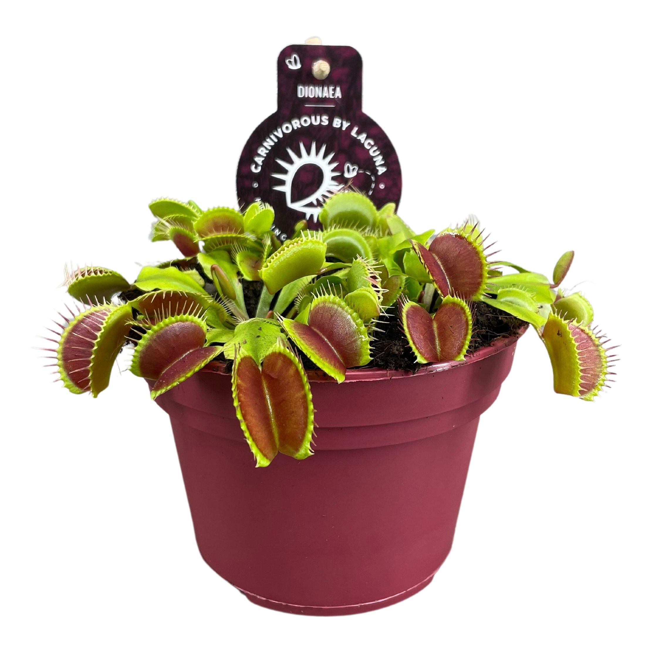 Dionaea Muscipula - Roslina mięsożerna Muchołówka - Doniczka Ø12cm - Wysokość 12cm