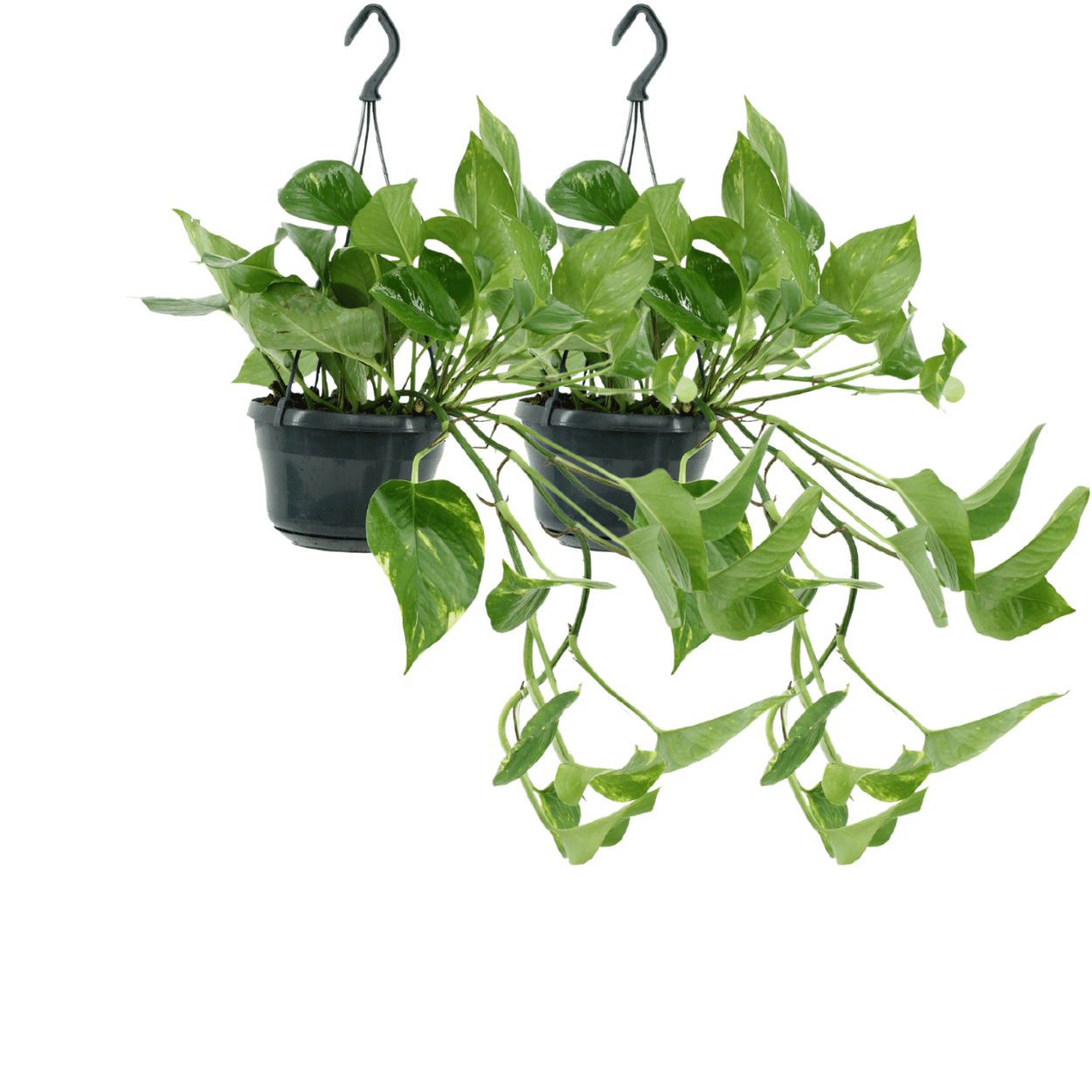 2x Epipremnum Aureum Scindapsus - Roślina doniczkowa łatwa w pielęgnacji - 25cm - Ø15