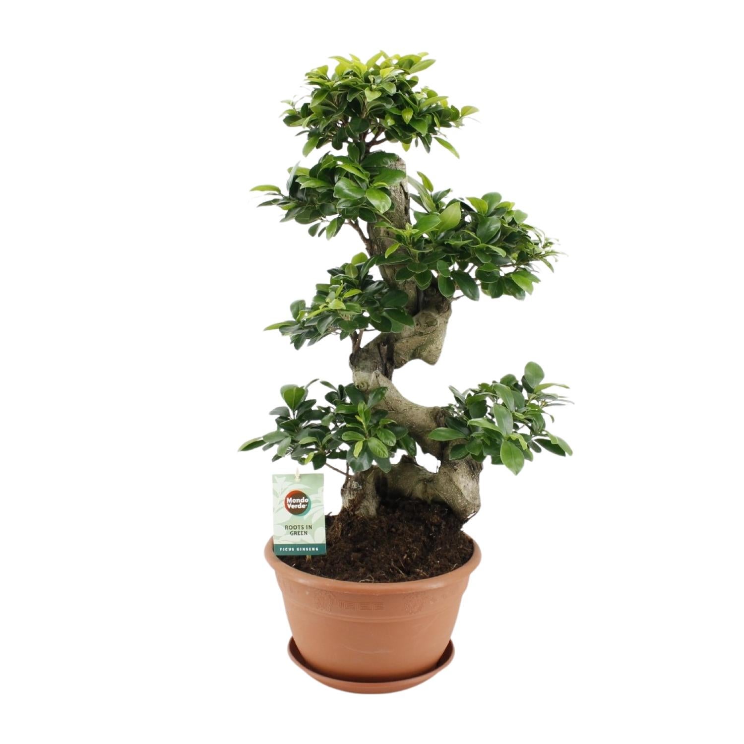 Ficus Ginseng Roślina doniczkowa - Ø27cm - Wysokość 70cm
