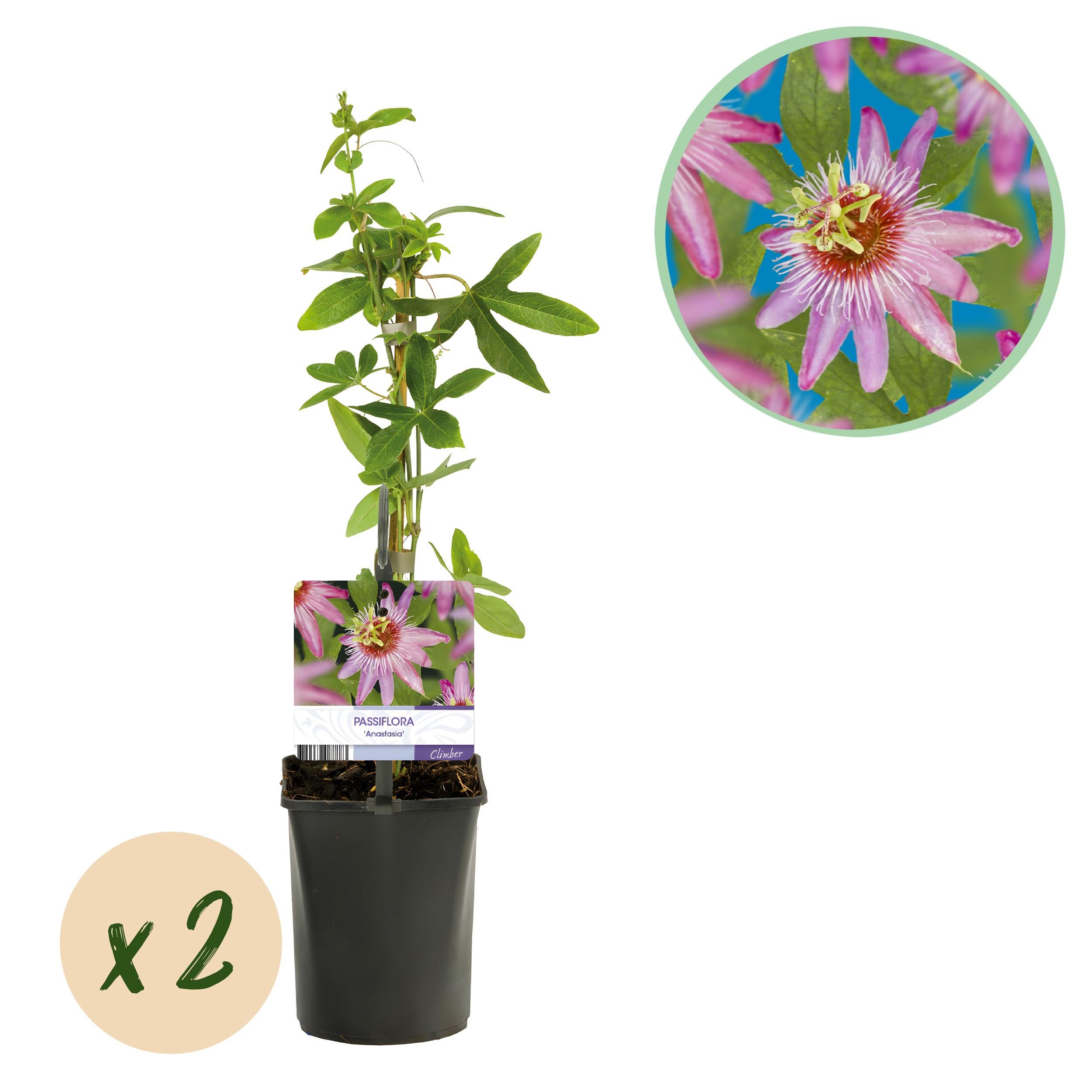 Green boutiQ – Męczennica Passiflora Anastasia – 2 rośliny – Kwiaty różowe – Niska pielęgnacja – Doniczka 11 cm – Wys 40 cm
