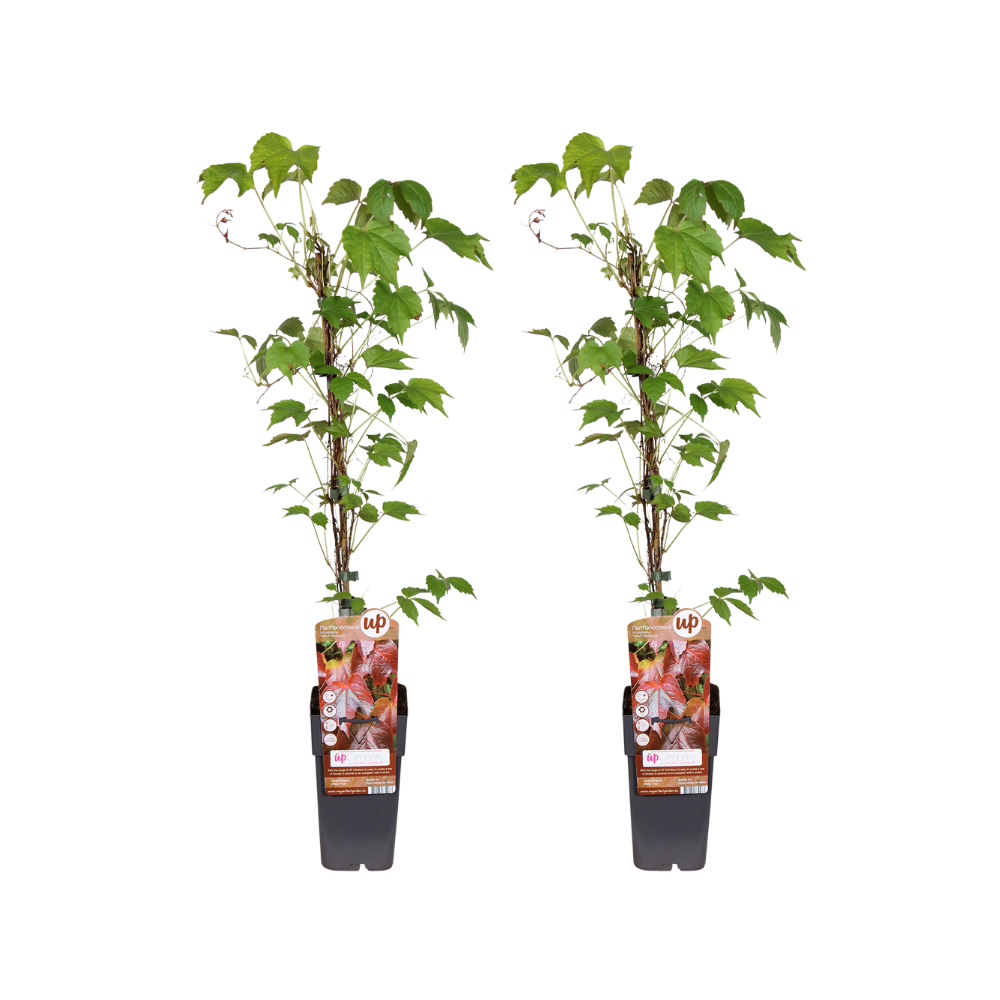 Winobluszcz Trójklapowy Veitch Boskoop Ø15cm - Zestaw 2 Roślin Pnących o Zielono-Czerwonych Liściach 65cm