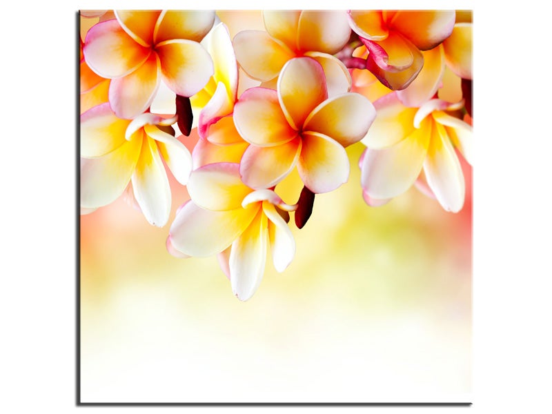 DECLINA, Tableau toile imprimée, Tableau déco toile fleurs Frangipanier, 50x50 cm - 2