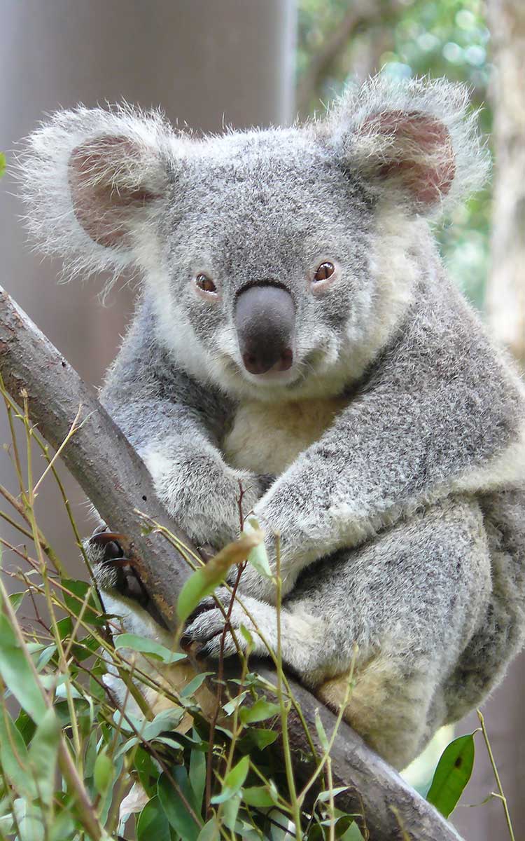 Kiwistar Adesivo Murale Con Profilo Koala - 6 Pezzi Di Varie Dimensioni, Rimovibile, Per Pareti Lisce, Vetro, Piastrelle - 4