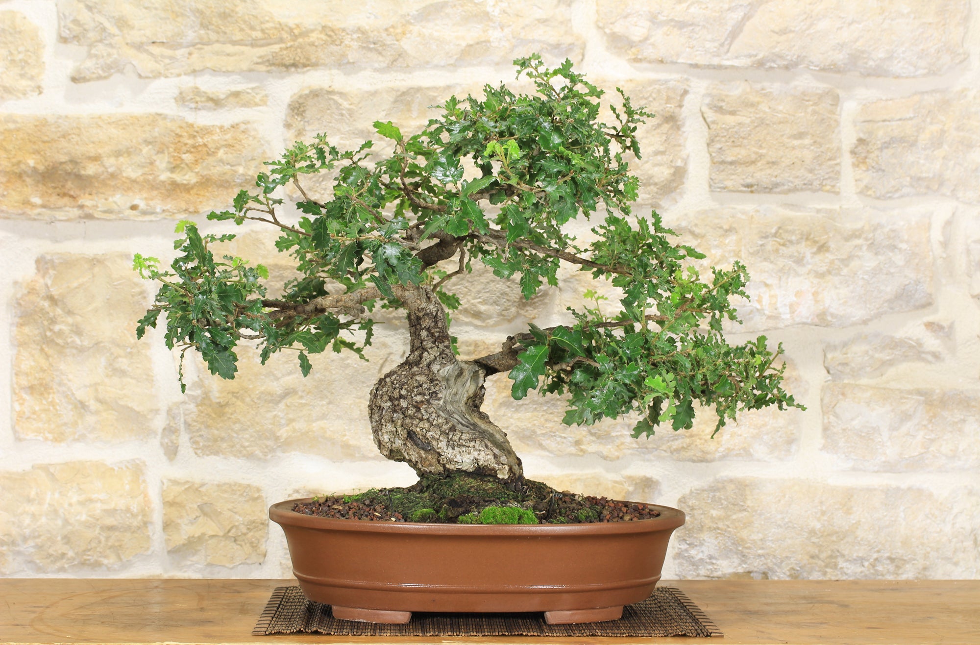 Bonsai di Quercia Rossa (3) | Leroy Merlin