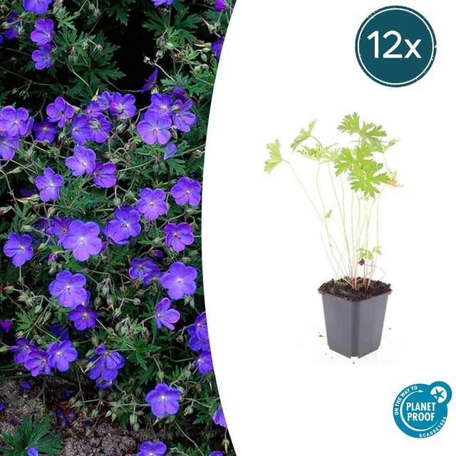 12x piante di geranio 'Johnson's Blue' con fiori blu - ↕10-25cm - Ø9cm – MOSELOTA Green