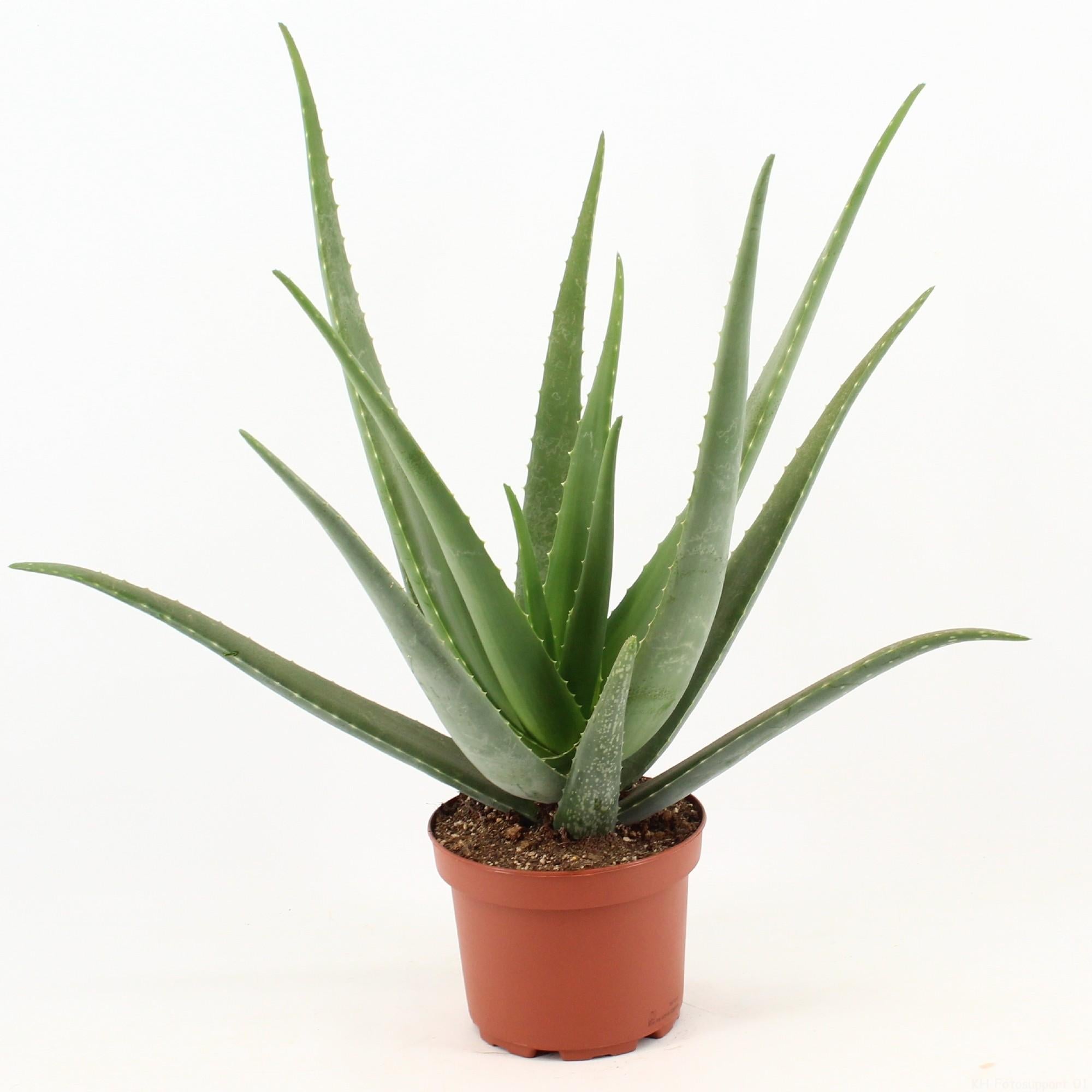 Aloes Vera roślina doniczkowa lecznicza - Doniczka Ø19cm - Wysokość 70cm