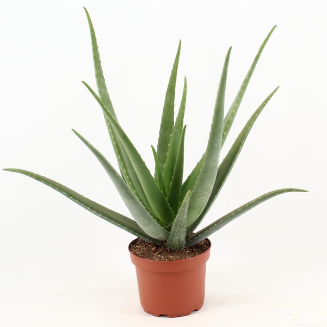 aloe vera gel for skin rashes Q7Paris Aloe Vera Gel: After sun Cooling Gel