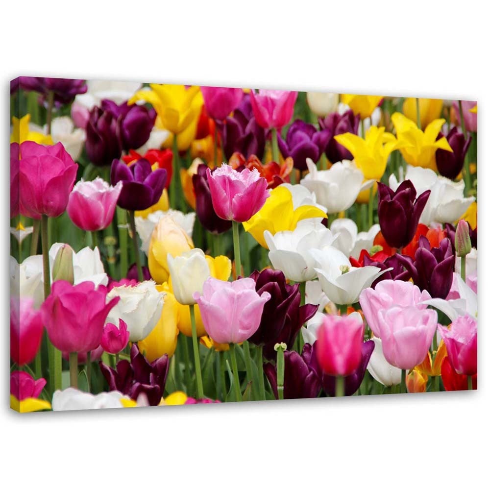 Obraz na płótnie, Łąka pełna tulipanów 120x80
