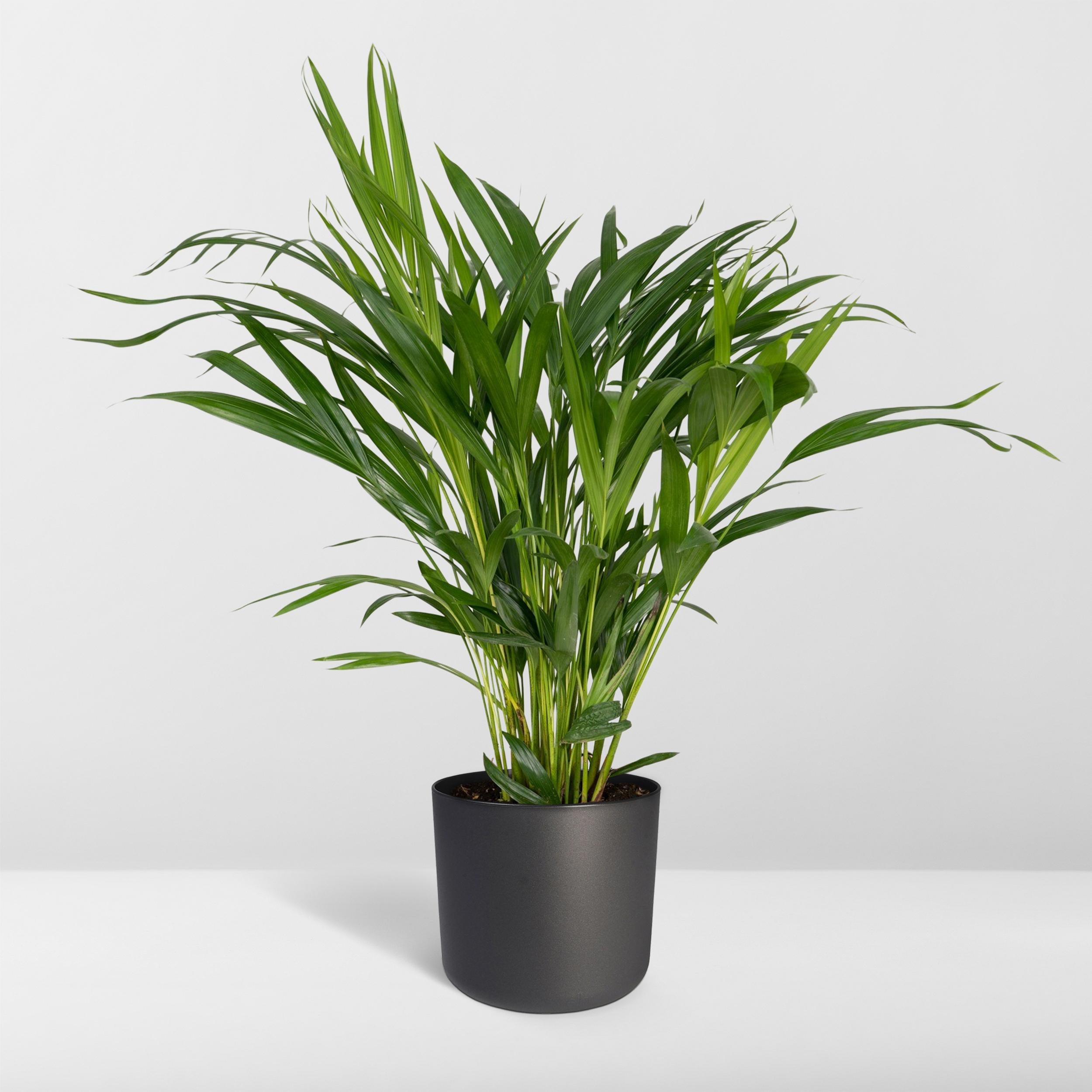 Dypsis Lutescens - Palmier Areca 17 cm - Hauteur 60 cm - 8