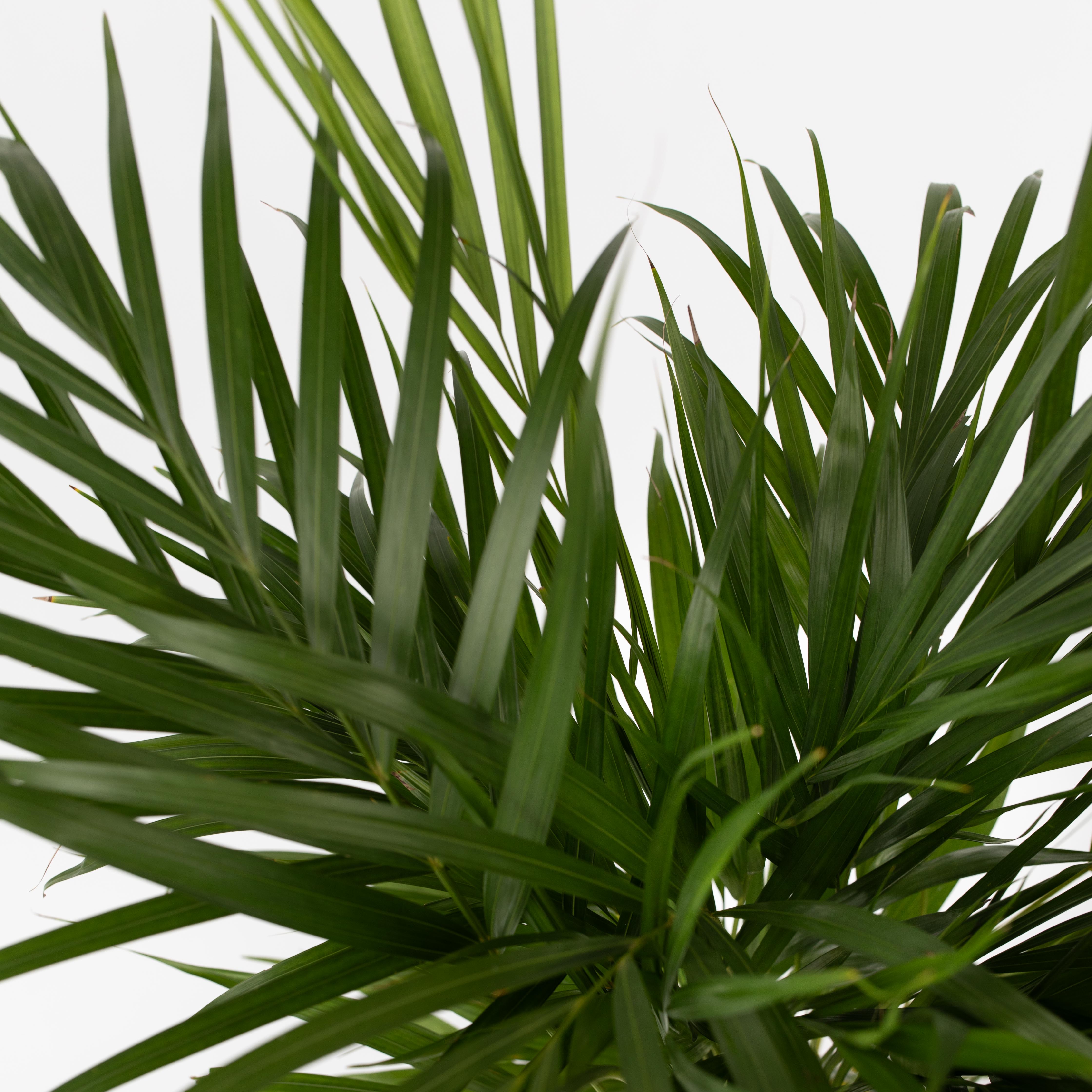 Palma Areca - Dypsis lutescens - Altezza 100-120cm - ⌀21cm - 4