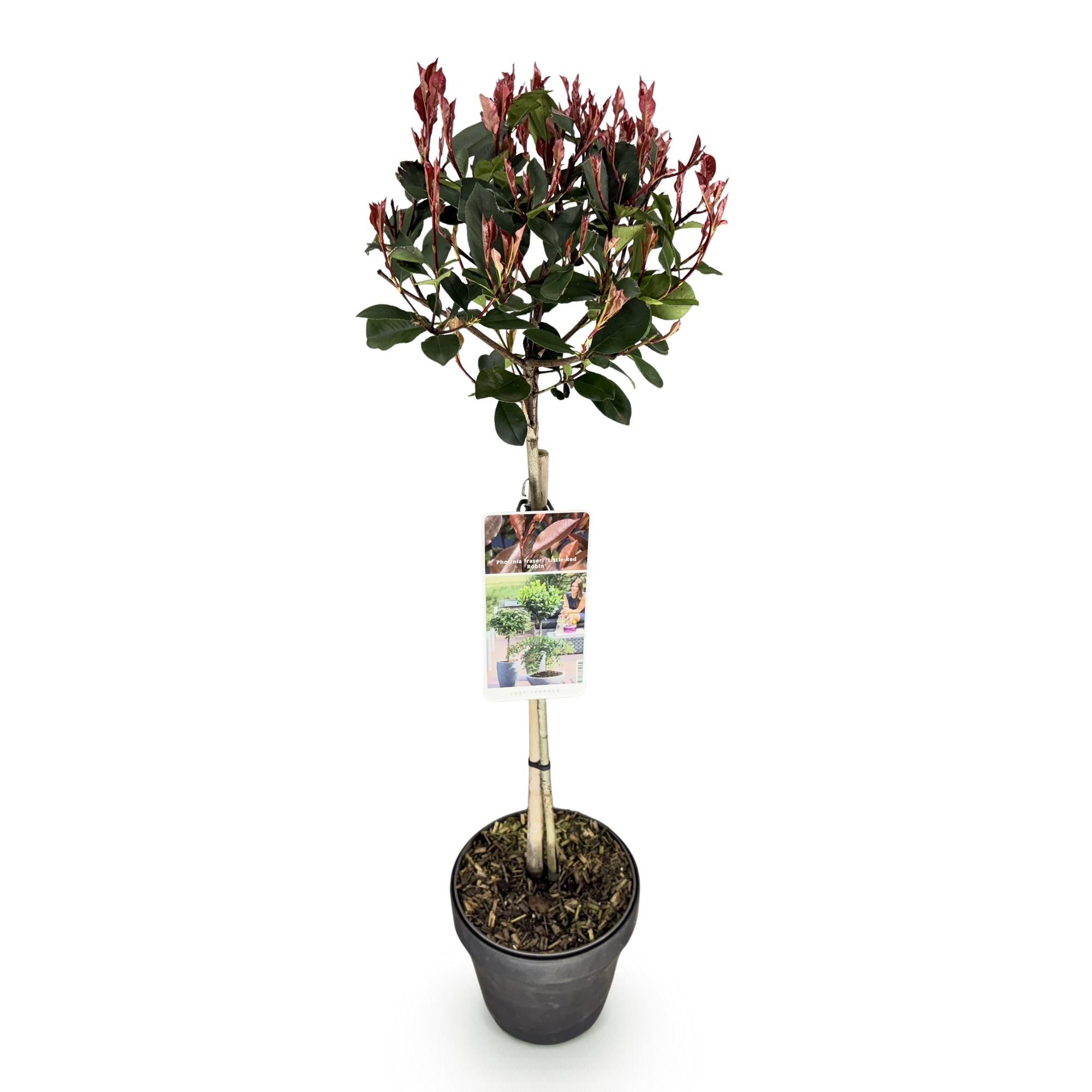 Pianta a stelo Photinia fraseri Little Red Robin fogliame verde-rosso persistente vaso 19cm altezza 90cm– ComfortXL Green - 2