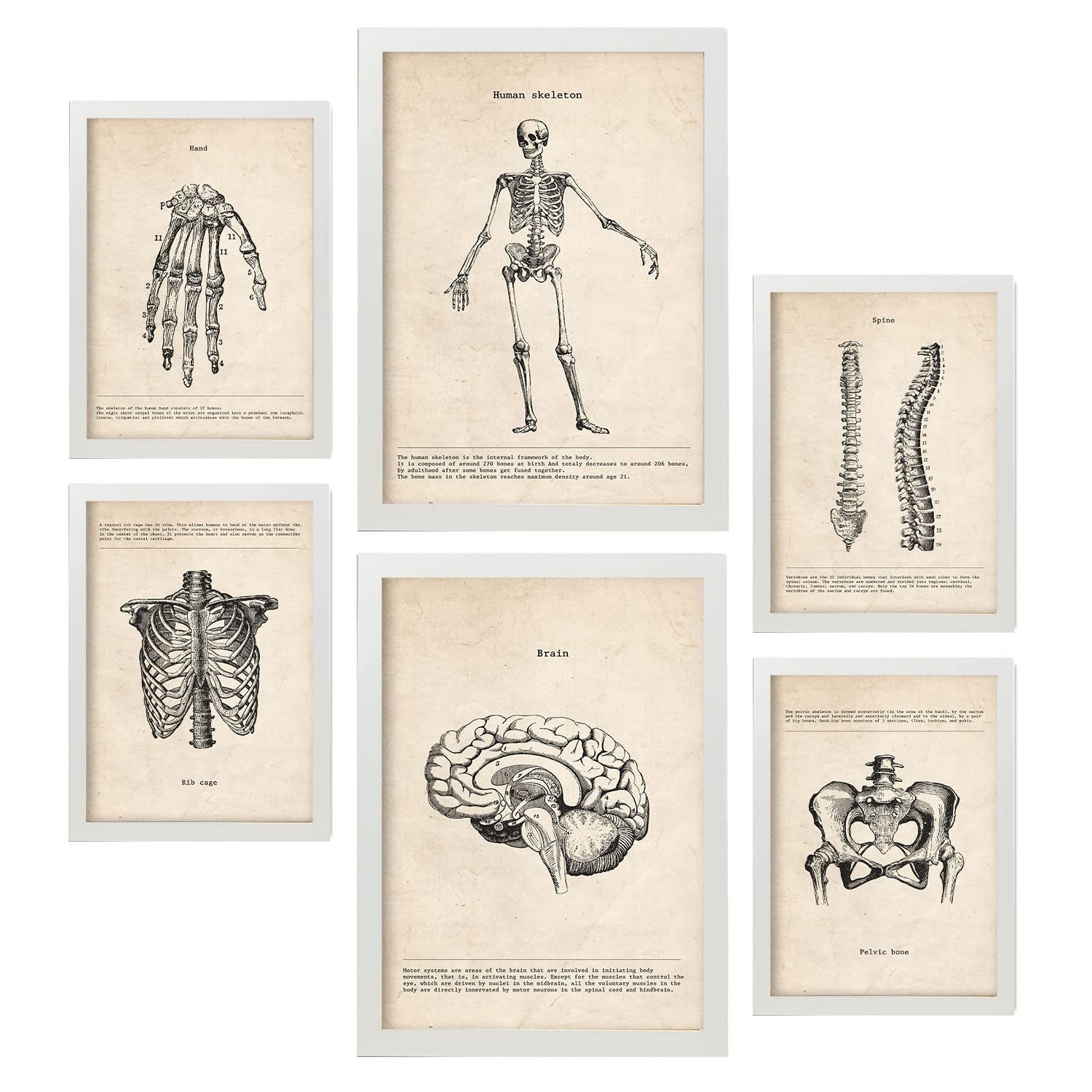 Plakaty ze szkieletami Ilustracje medyczne Styl vintage, anatomia, części ciała, kości i mięśnie, Nowoczesny design dla A4 i A3 bez ramki