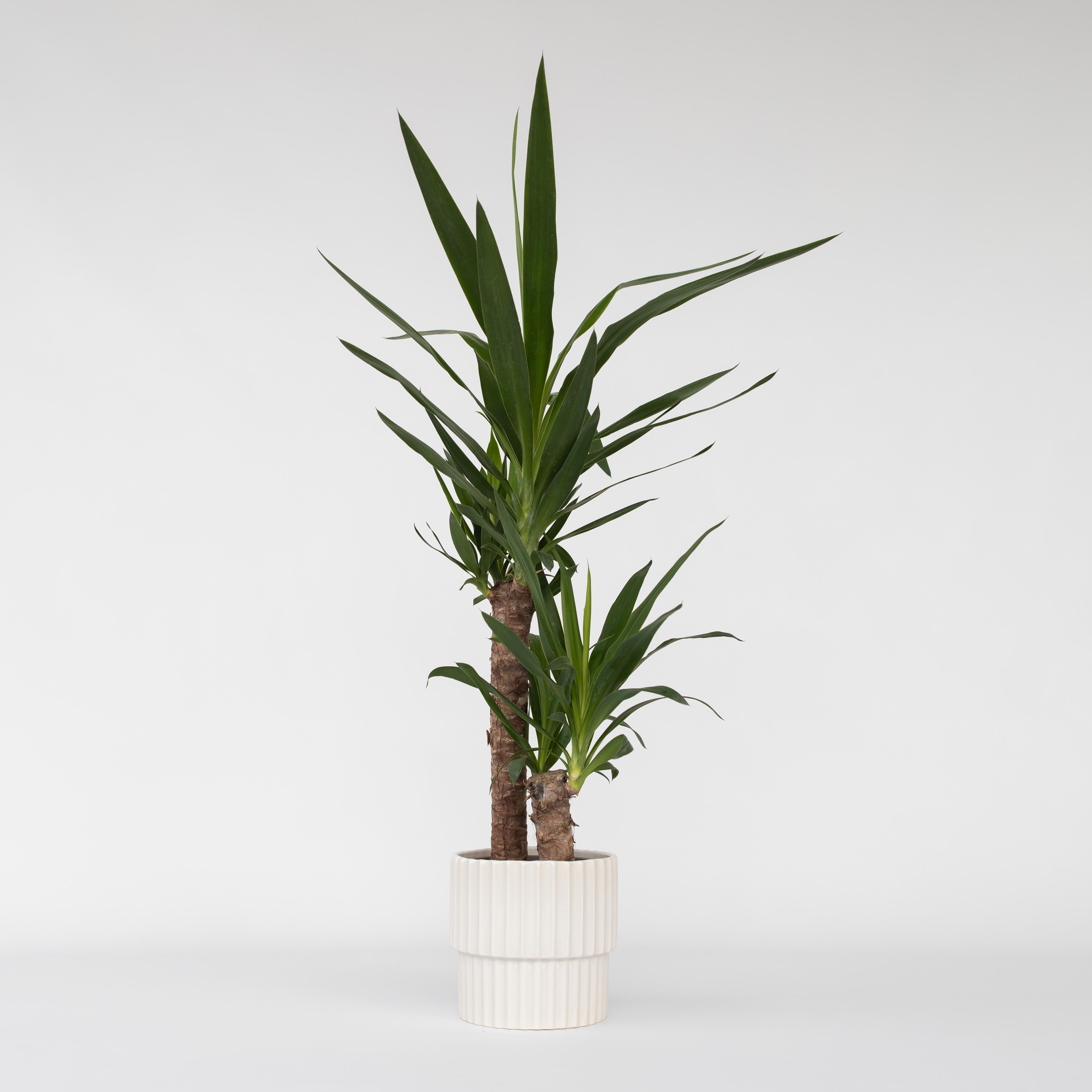 Pied d'éléphant - Yucca elephantipes - Hauteur 70-80cm - ⌀17cm - 6
