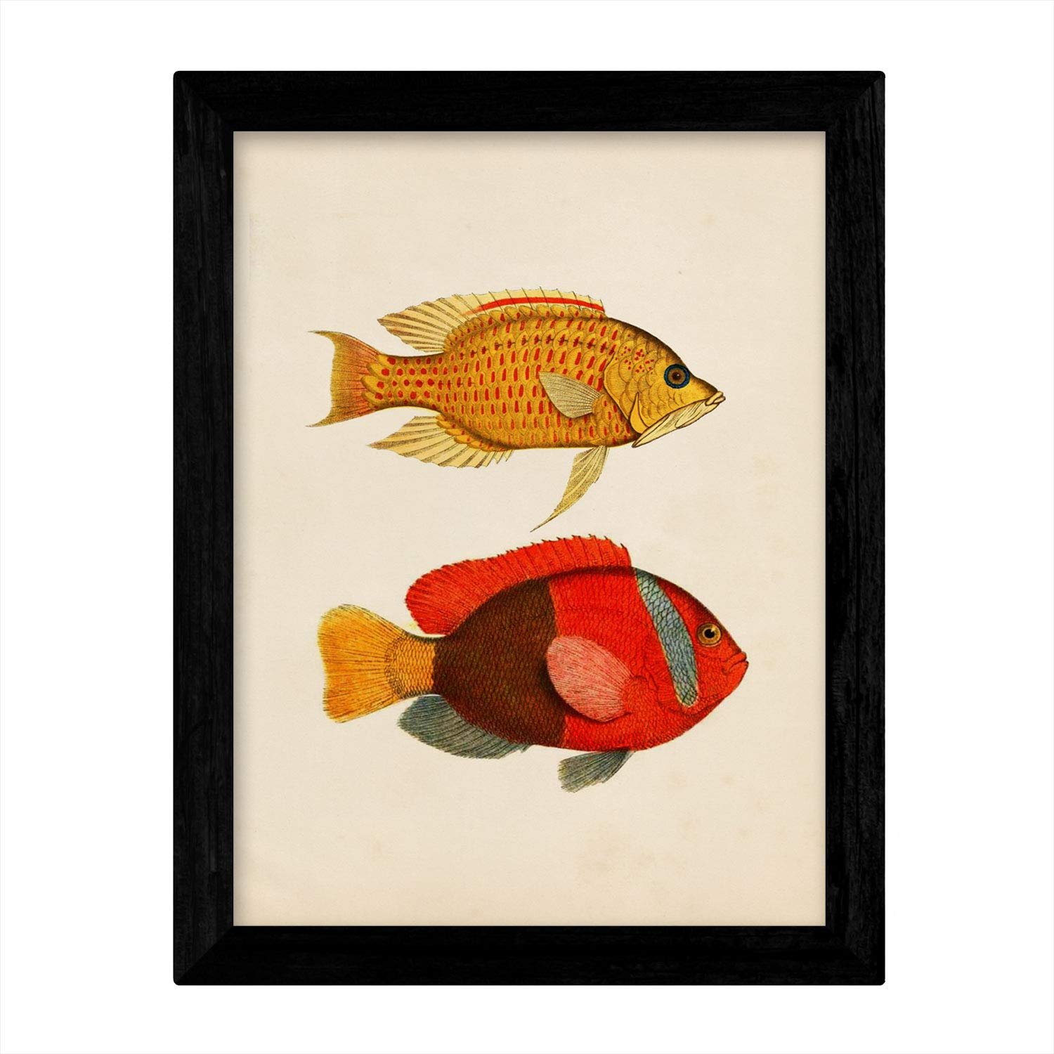 Set de 4 láminas de peces coloridos efecto vintage. composicion de 11 peces diferentes, fondo papel antiguo vintage. sin marco - a3