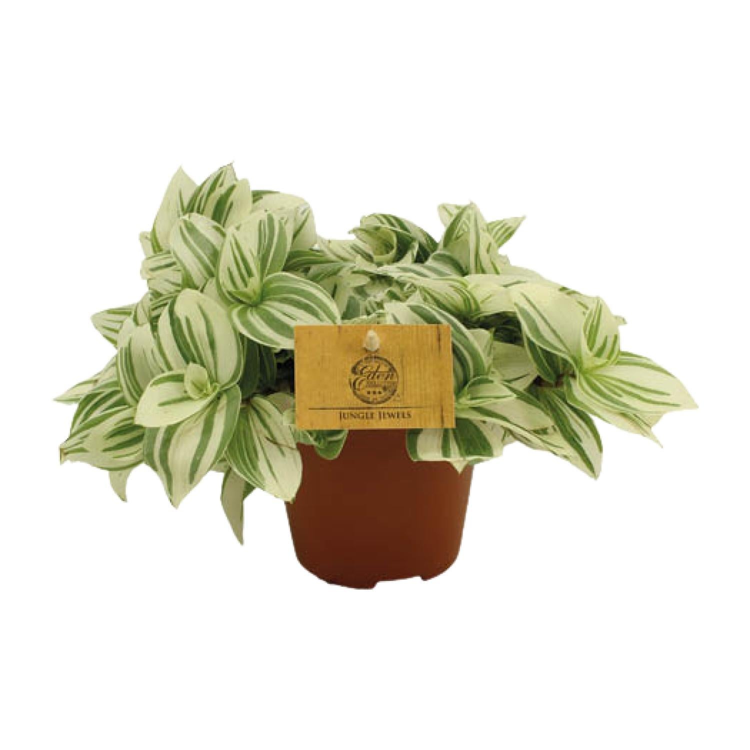 Tradescantia Brightness - Roślina doniczkowa - Doniczka Ø12cm - Wysokość 20cm