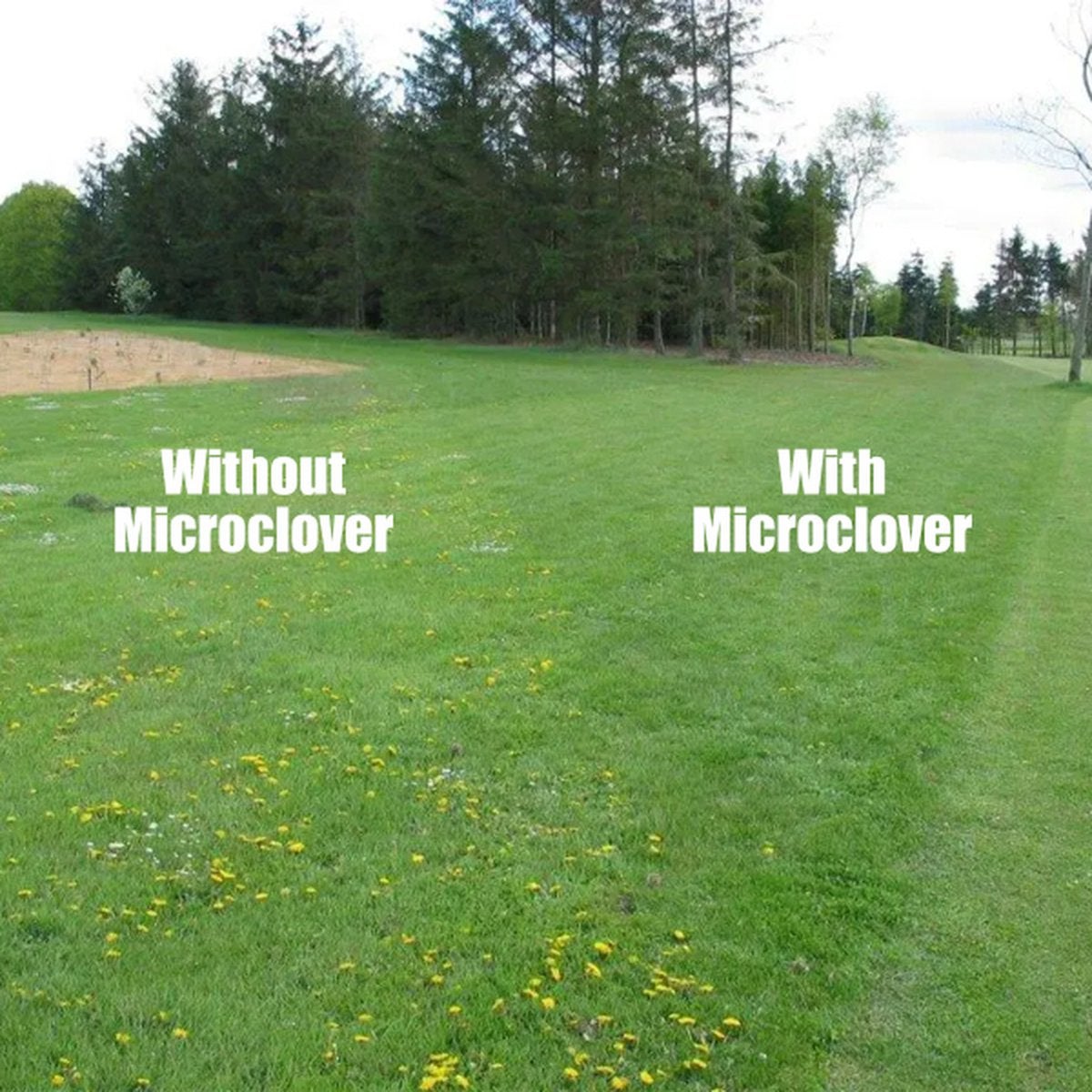 Microtrèfle pour Pelouse - Graines de Trèfle Pures (200 g pour 100 m²) - Organifer - 5