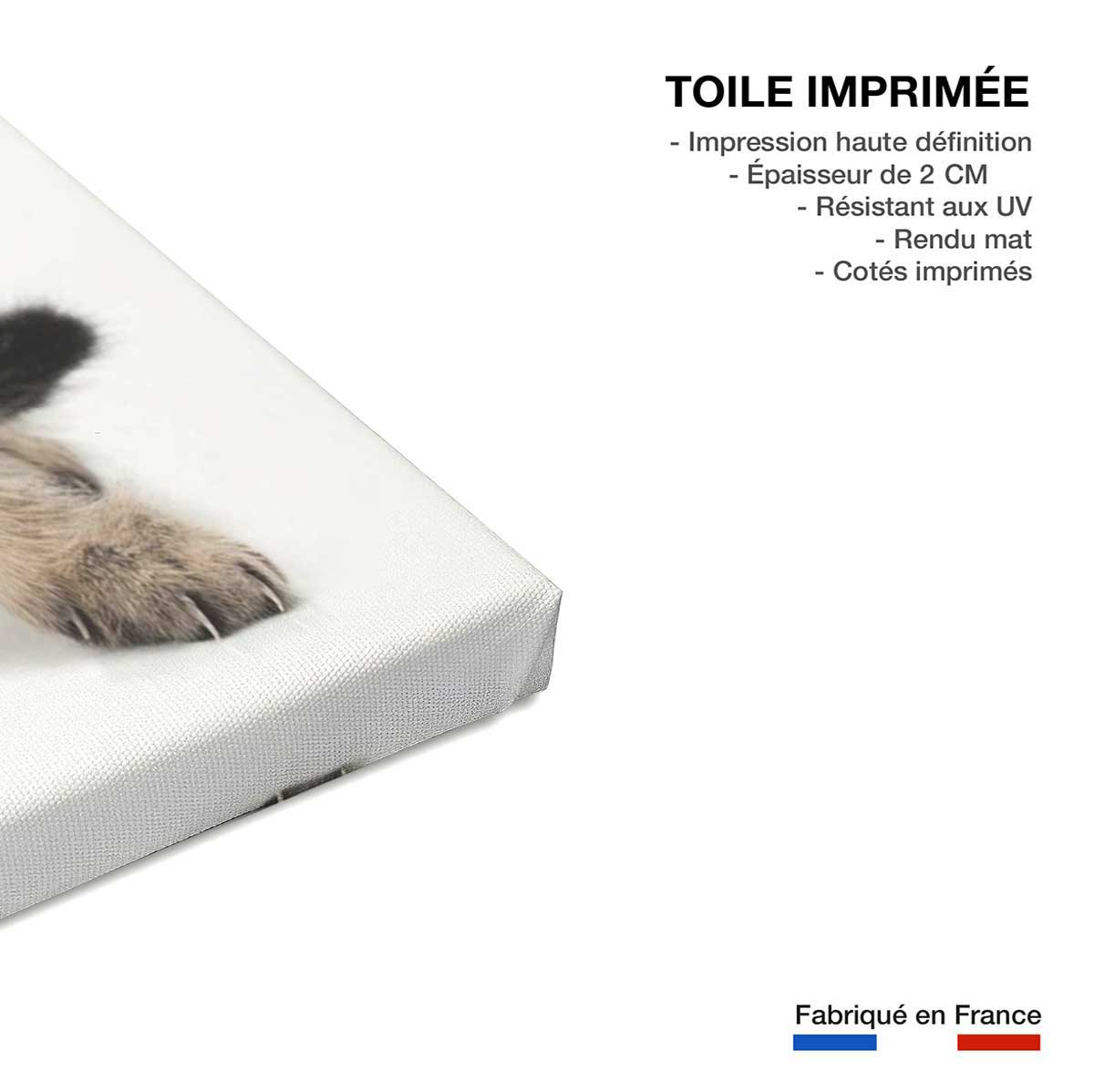 Tableau animaux chaton sur son arrière train - 50x50 cm - 3