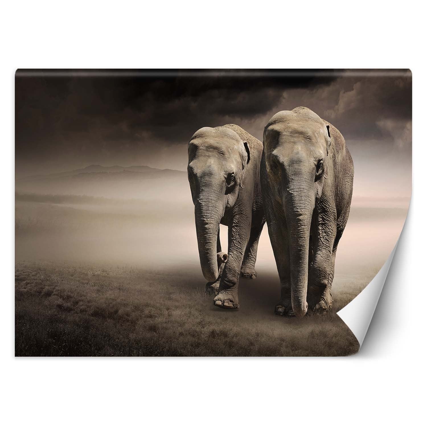 Fototapeta, Para słoni afryka 350x245