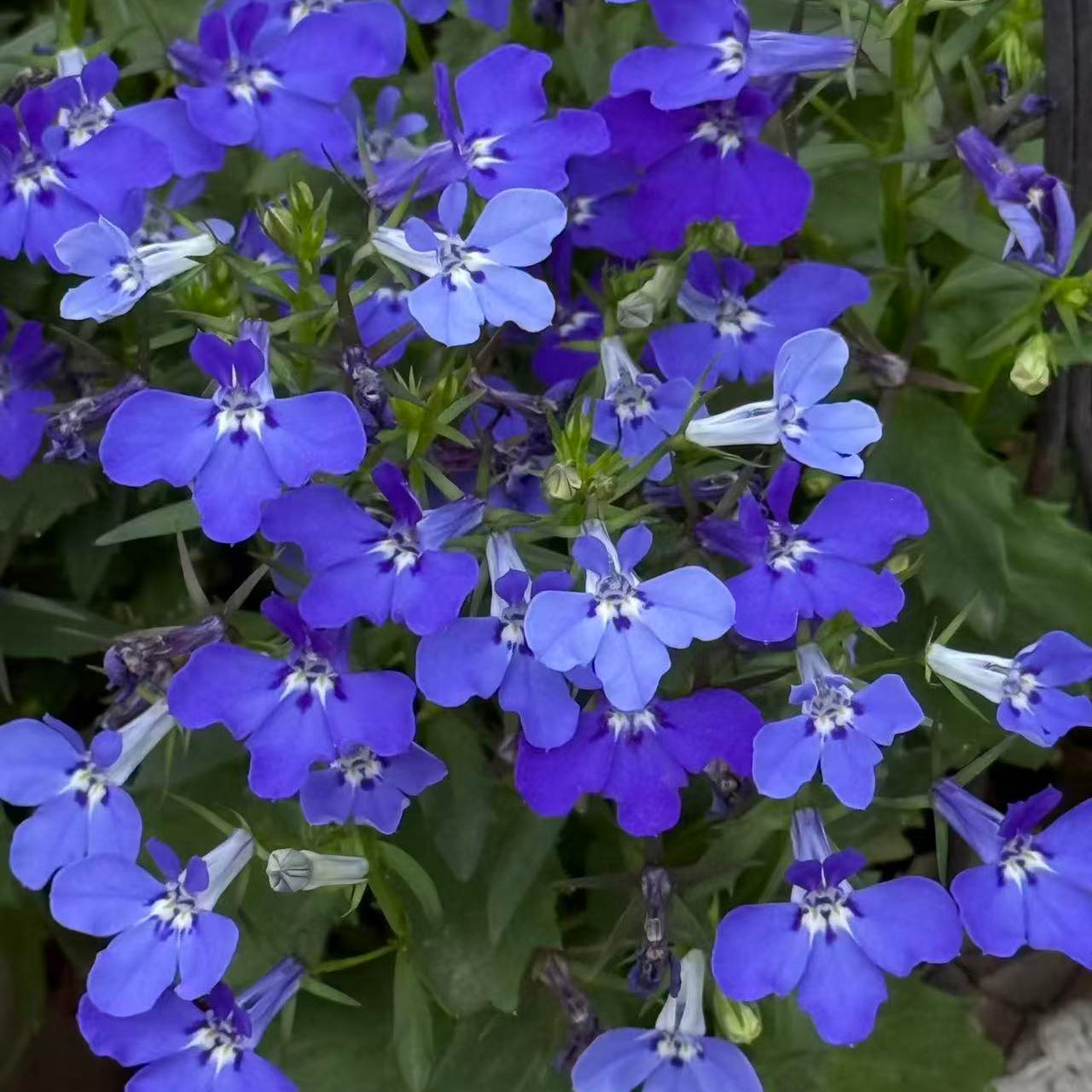 8000 graines de lobélia, faciles à cultiver, Graines de fleurs avec engrais, Graines de couvre-sol de fleurs sauvages, pour balcons, pots et bordures - 8