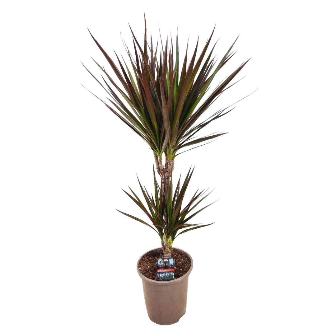 Dracaena Marginata Magenta - Dracaena Magenta - Pot de 17cm - Hauteur ...