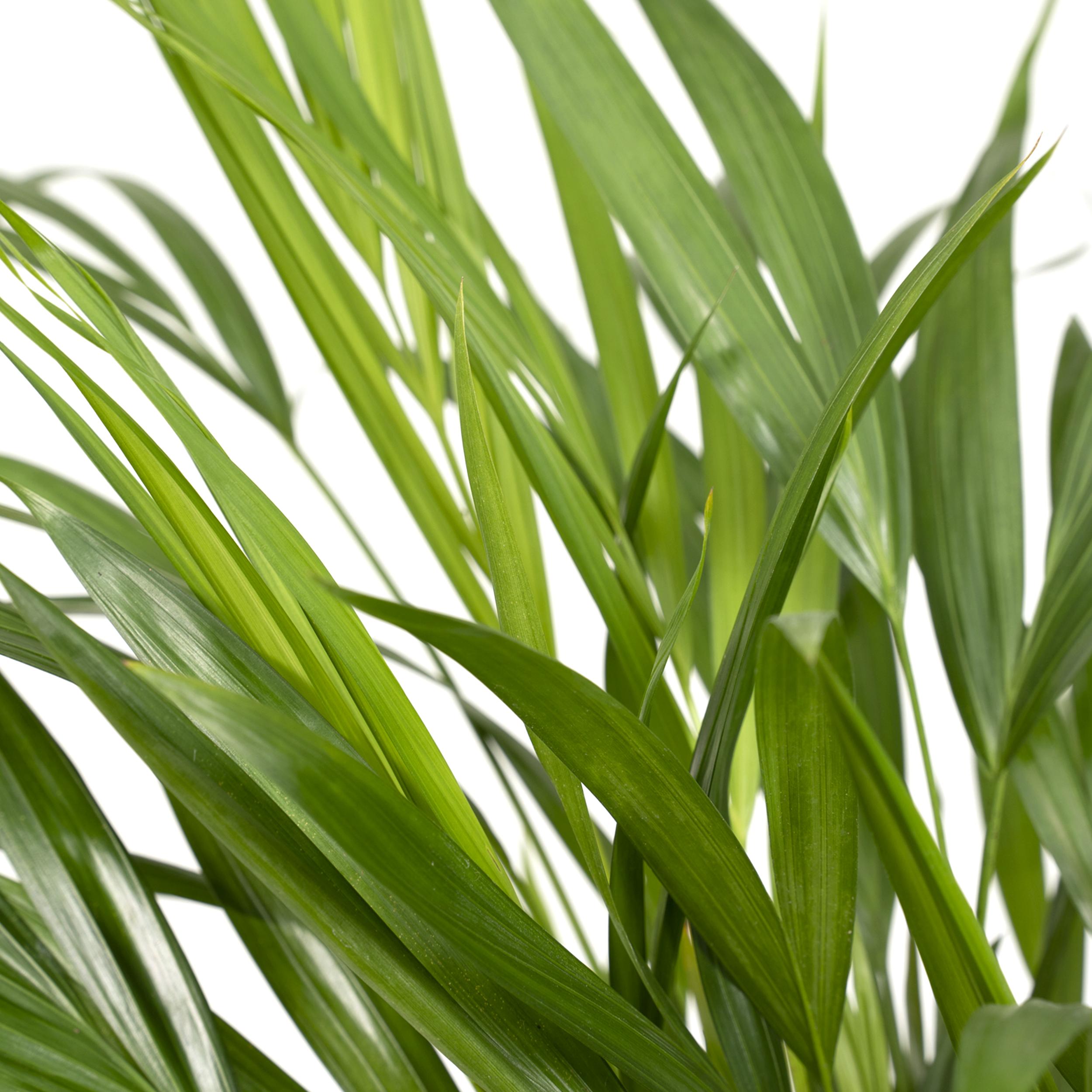 Dypsis Lutescens - Palmier Areca 17 cm - Hauteur 60 cm - 3
