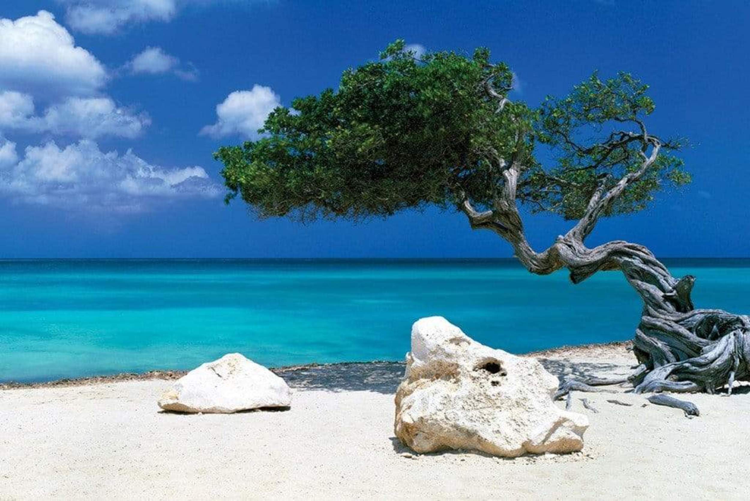 Poster Tom Mackie - Divi Divi Tree 91.5x61cm | Leroy Merlin