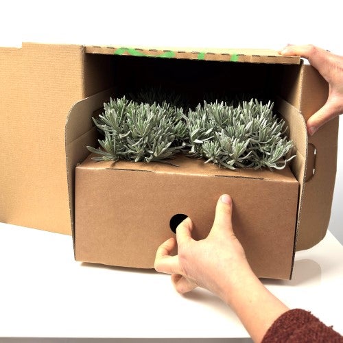 Menta Mix Cespuglio 14 - Pack da 4 - 8