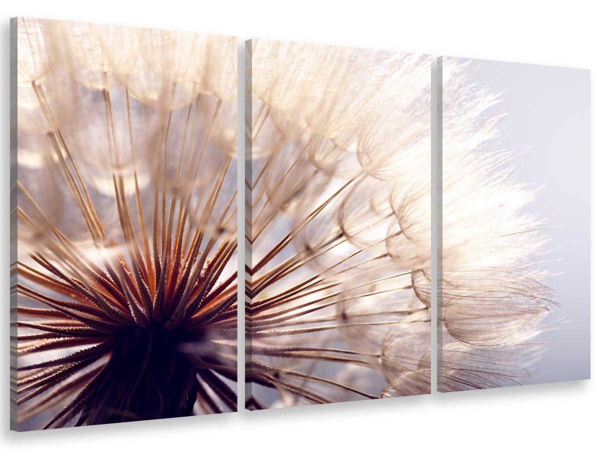 Cuadro tríptico, cuadro foto flor de diente de león se sopla, 90x60cm