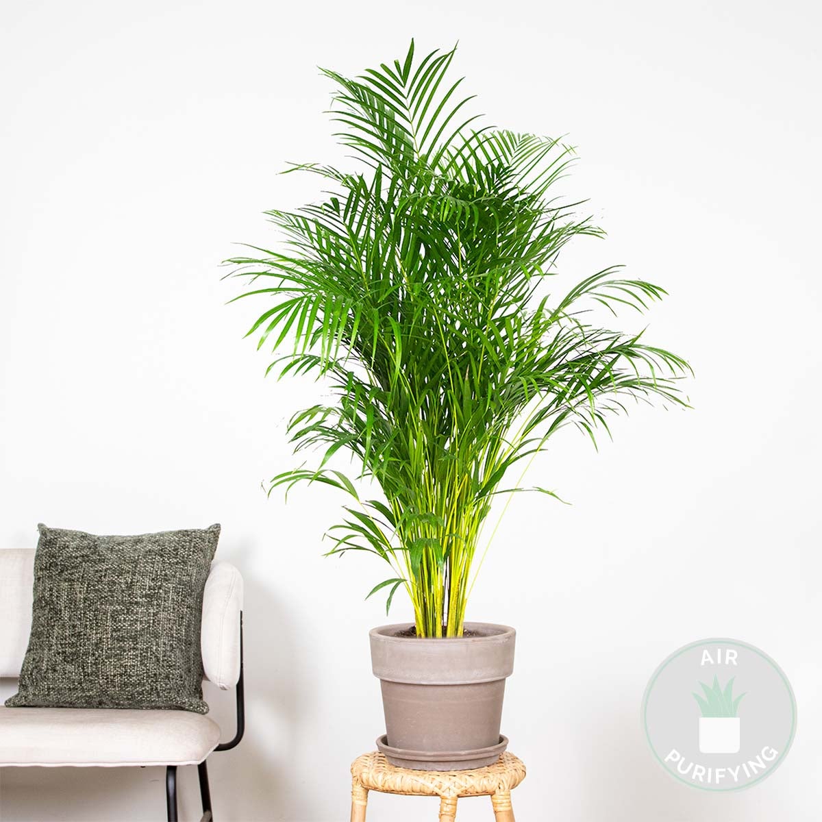 Dypsis Lutescens - Palmier Areca - Plantes d’intérieur - Dépolluante - H. 130-150 cm - P. 24 cm - 2