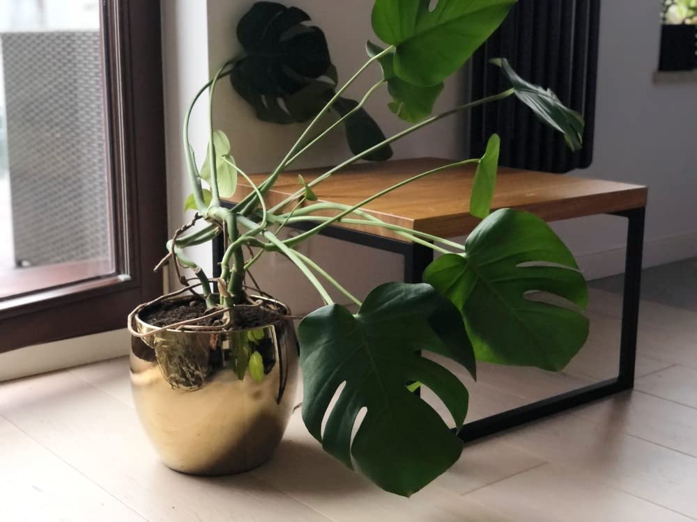 Zestaw 2x donica doniczka osłonka 12,5 cm złota ceramika szkliwiona glamour - KOTARBAU - 3