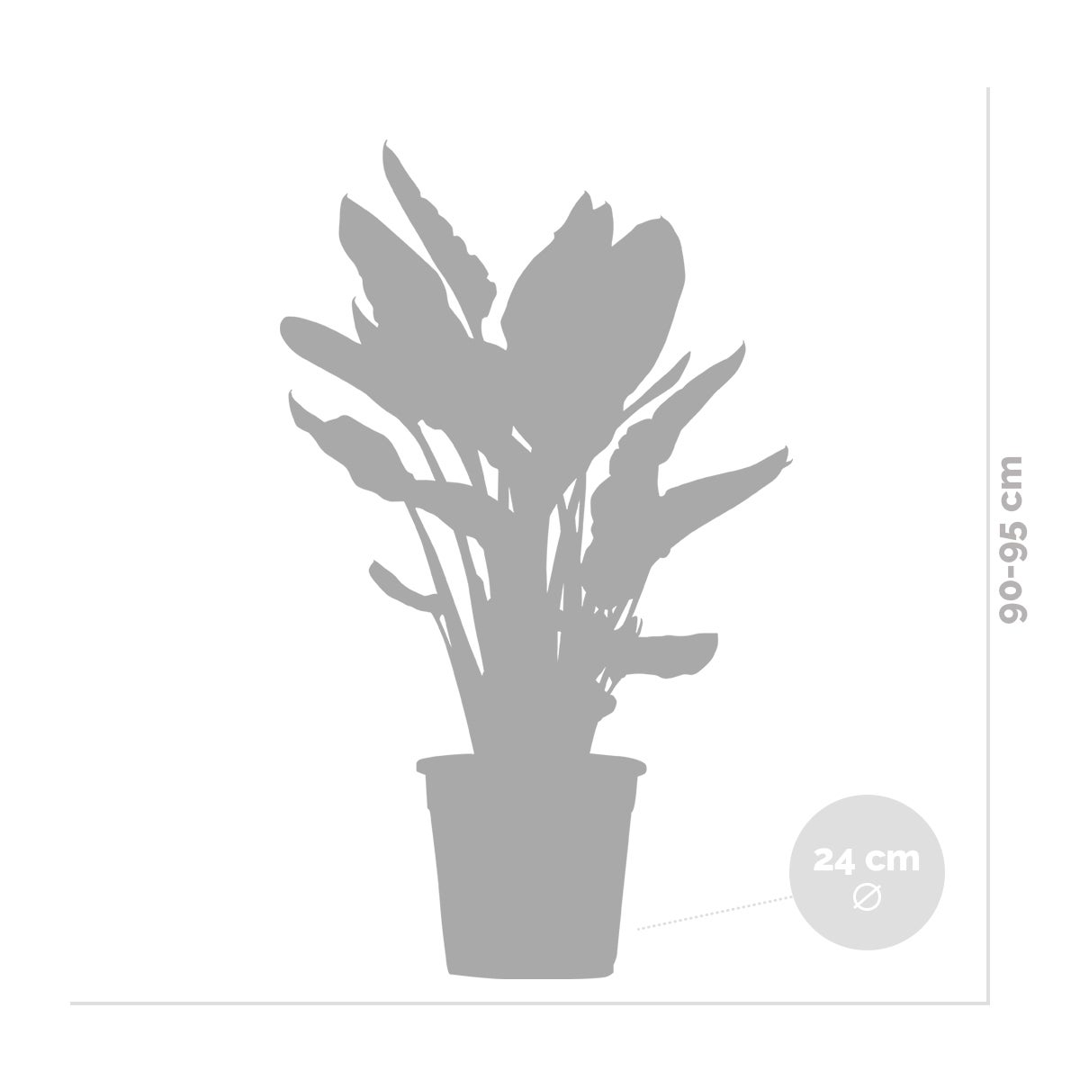 Strelitzia Reginae - Oiseau de paradis - Fleur de paradis - H. 80-100 cm - P. 24 cm - 4
