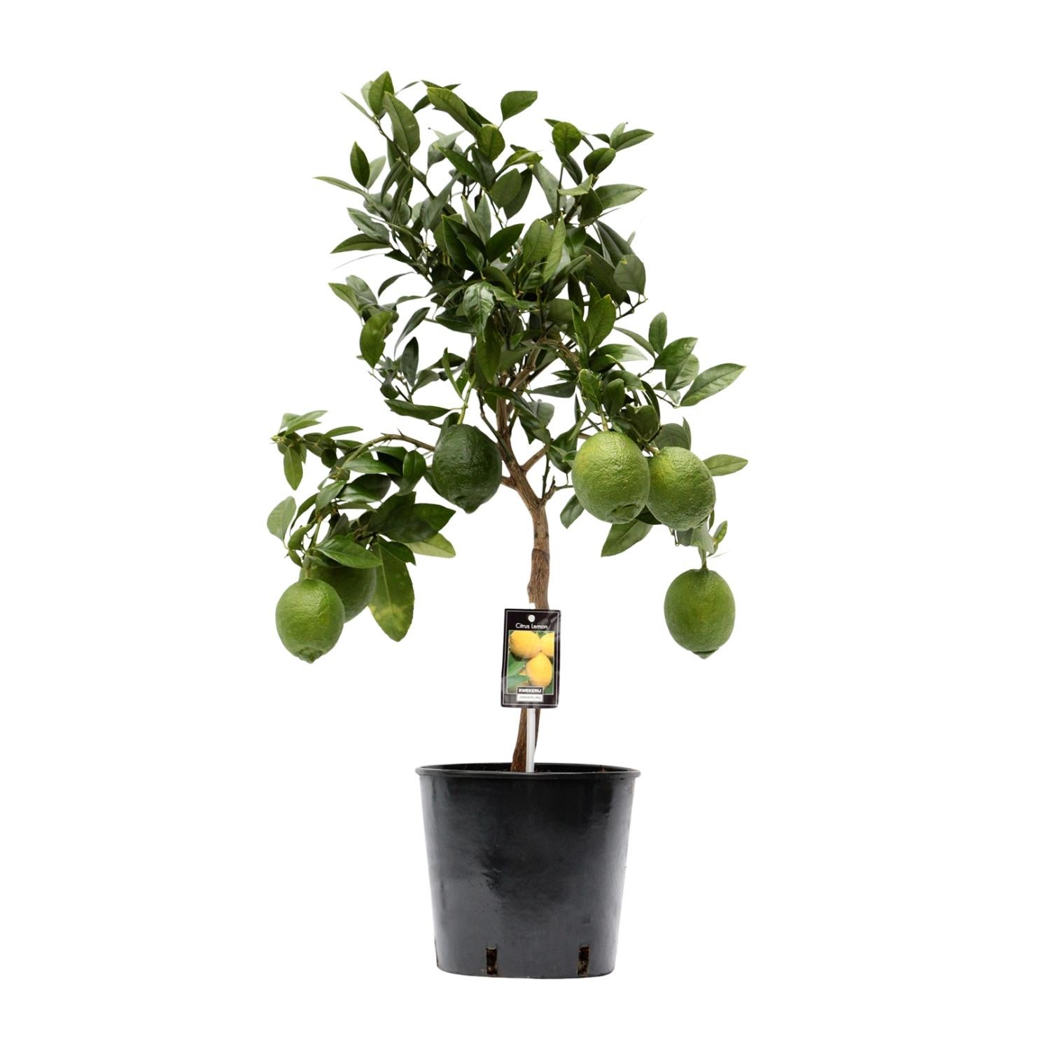 Cytryna w doniczce Ø22cm - Wysokość 80cm - Łatwa w pielęgnacji