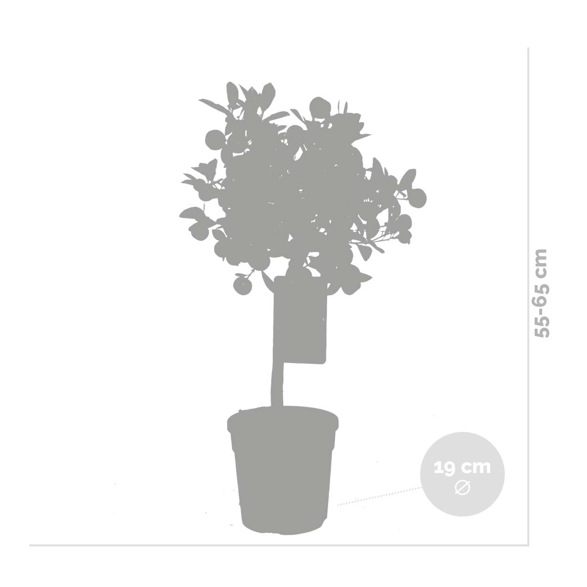 Citrus Calamondin - Oranger d’intérieur - Agrume - Arbre fruitier - H. 50-70 cm - P. 19 cm - 3