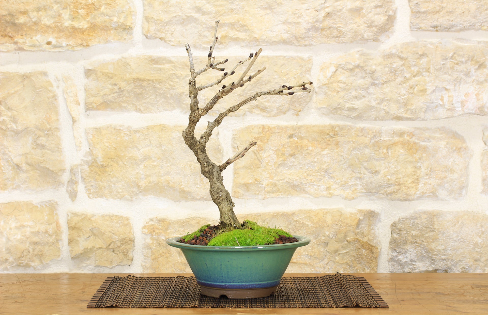Bonsai di Glicine (10) | Leroy Merlin