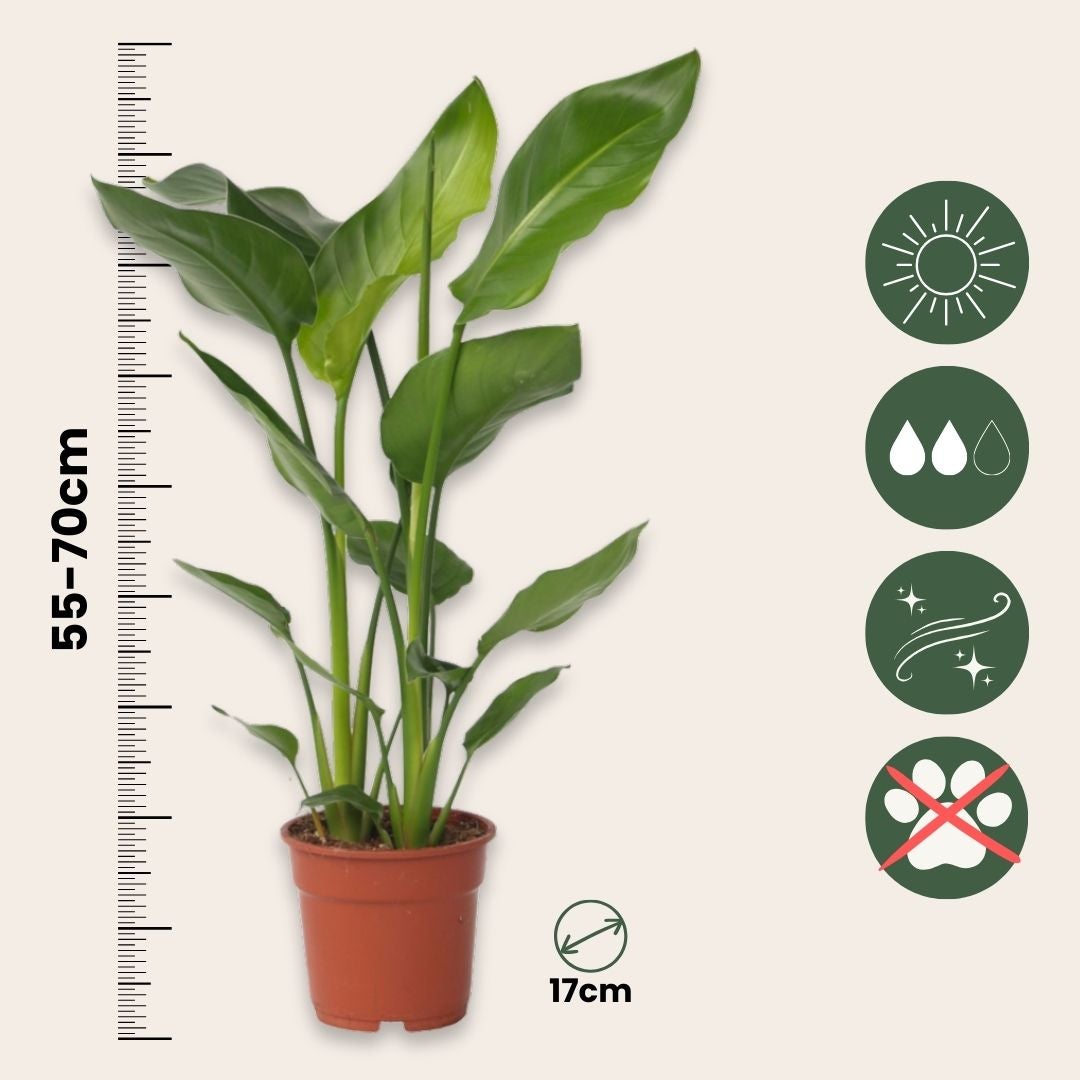 Oiseau de paradis - Strelitzia nicolai - Hauteur 55-70cm - ⌀17cm - 2