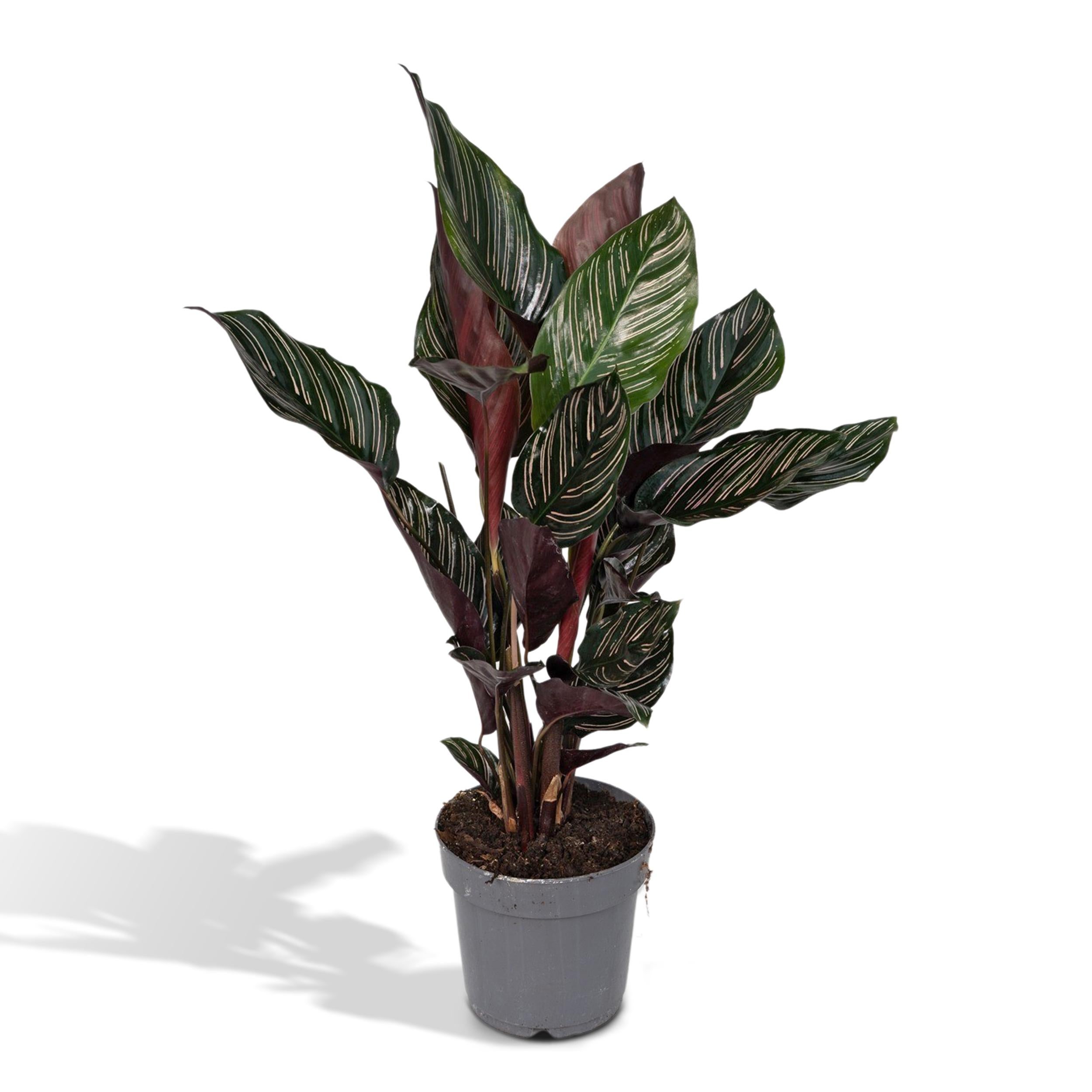 Calathea Ornata - Roślina doniczkowa 14 cm - 50 cm, dekoracyjne paskowane liście