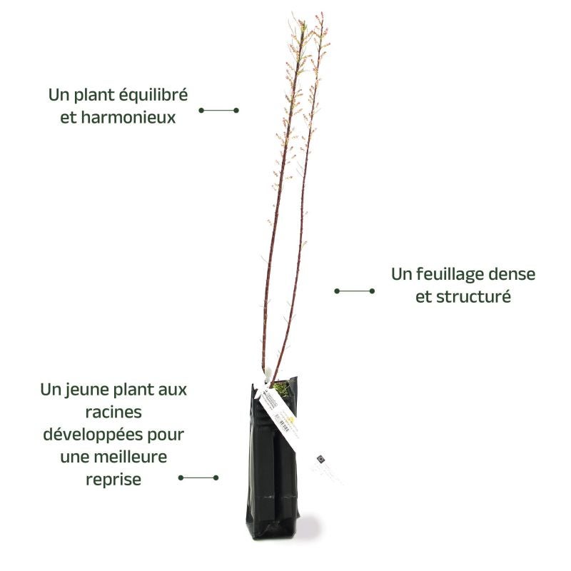 Tamaris de Printemps (Tamarix tetrandra 'Africana') - Godet - Taille 20/40cm - Pépinières Naudet - 4