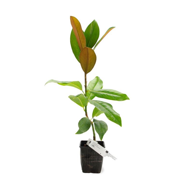 Magnolia à grandes fleurs de la Galissonière (Magnolia grandiflora 'Galissoniensis') - Godet 9cm - Pépinières Naudet - 2