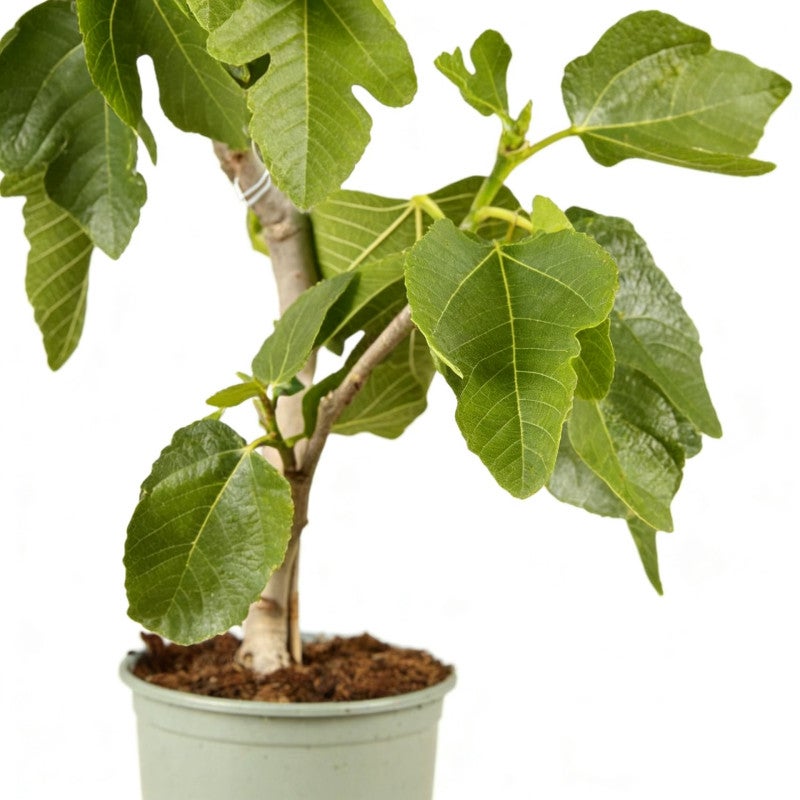 Figuier 80/100cm Pot 10L - Ficus carica - 2