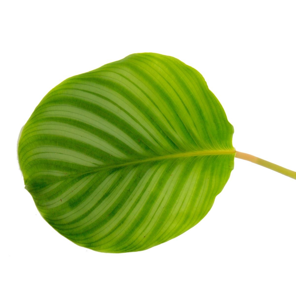XXL rastlina v tieni so vzh?adom zebry - Calathea orbifolia - 19cm kvetiná? - výška cca 70-80cm - 3