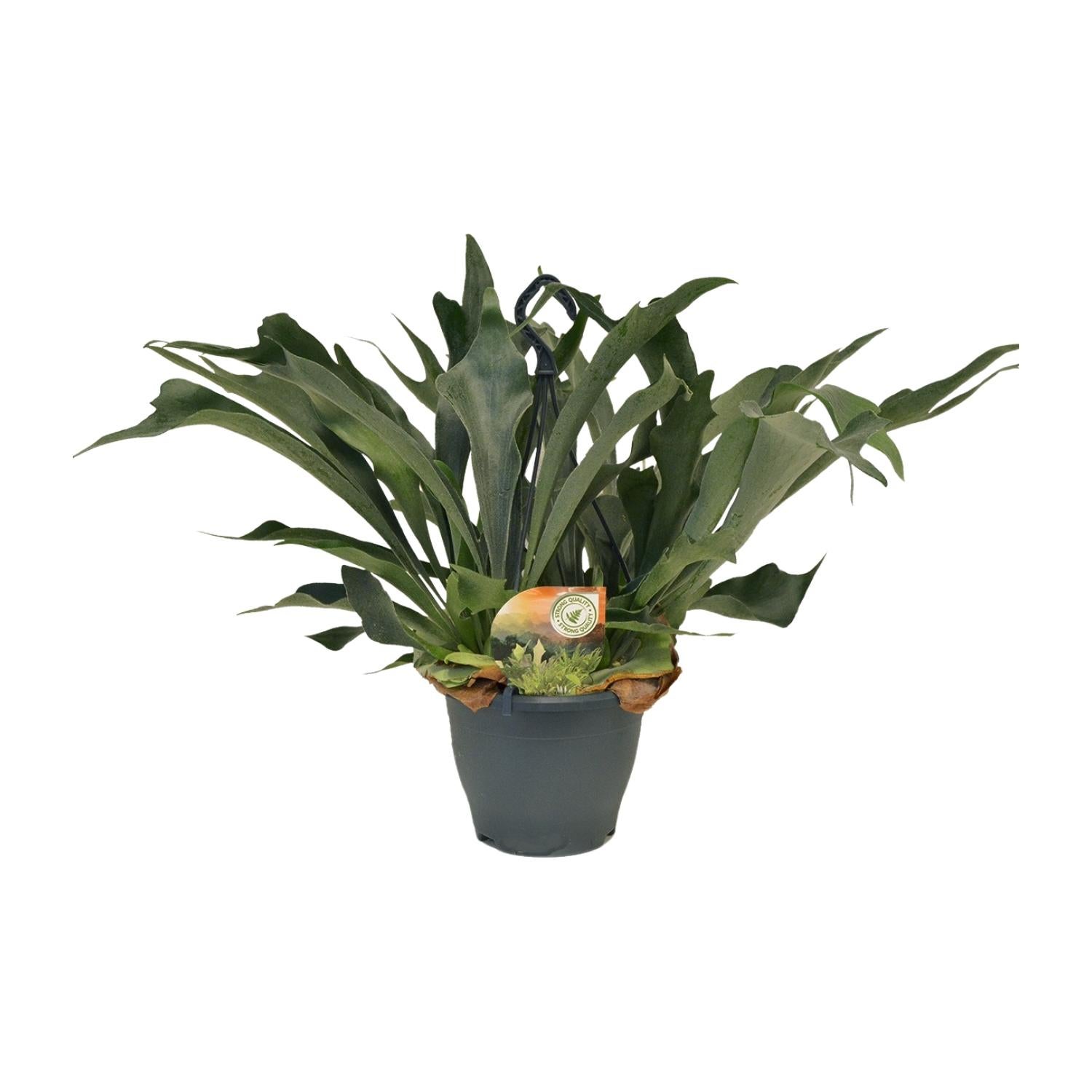 Platycerium Bifurcatum Ø21cm, Wysokość 50cm, Paproć Rogata
