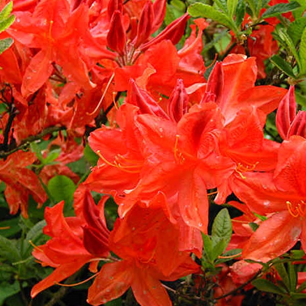 Azalée caduque knaphill rouge - Azalea knaphill Rood - 40-50 cm pot ...