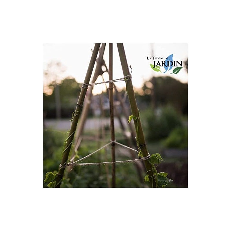 Pack de 25 tuteurs en bambou 180 cm (12-14 mm) | Tiges de bambou pour plantes et arbres | Tuteurs pour tomates et plantes grimpa - 7