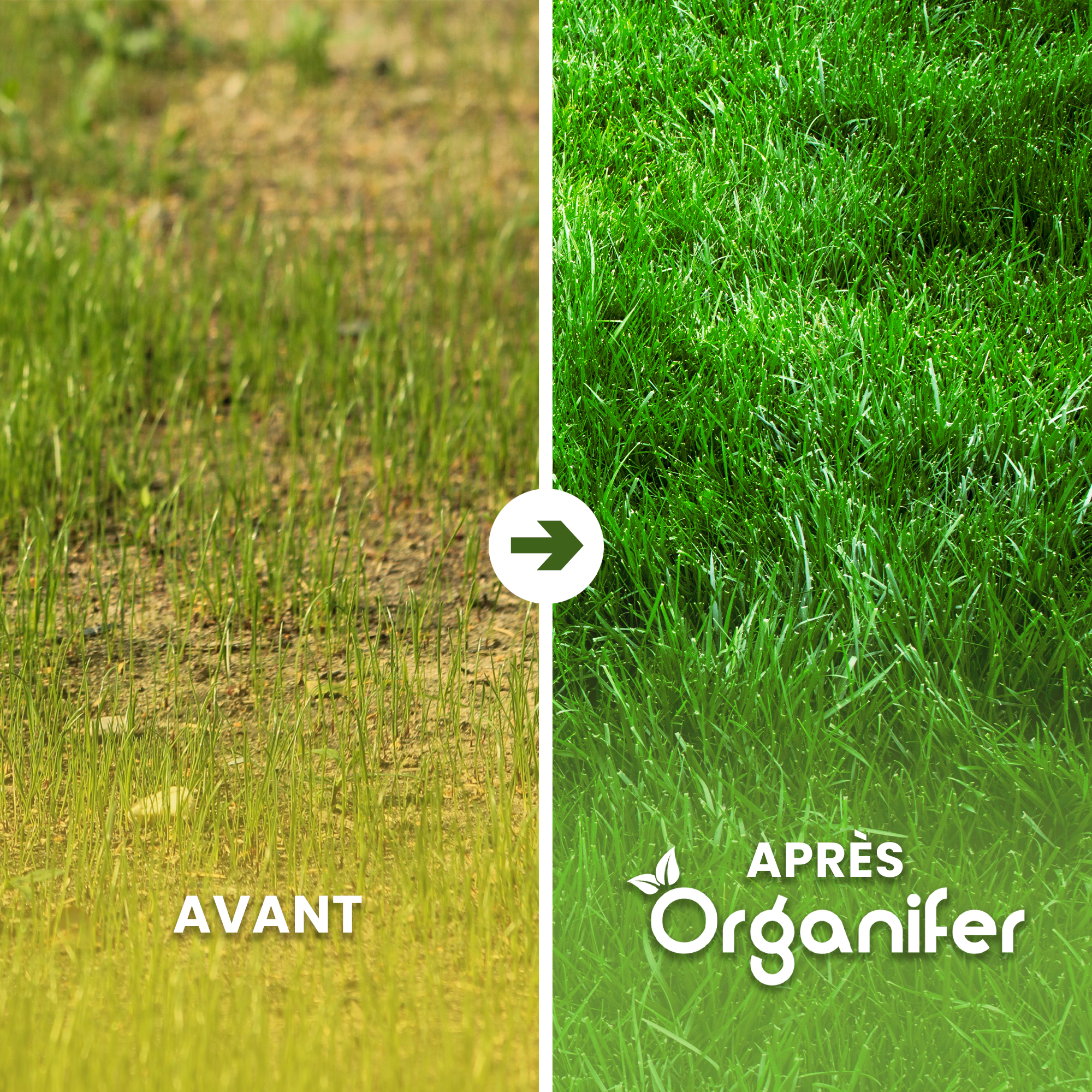 Mélange De Scarification - Rénovation De Gazon - 10Kg Pour 300M2 - Organifer - 2